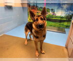 Small German Shepherd Dog Mix