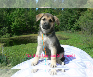 German Shepherd Dog Puppy for sale in PIEDMONT, MO, USA