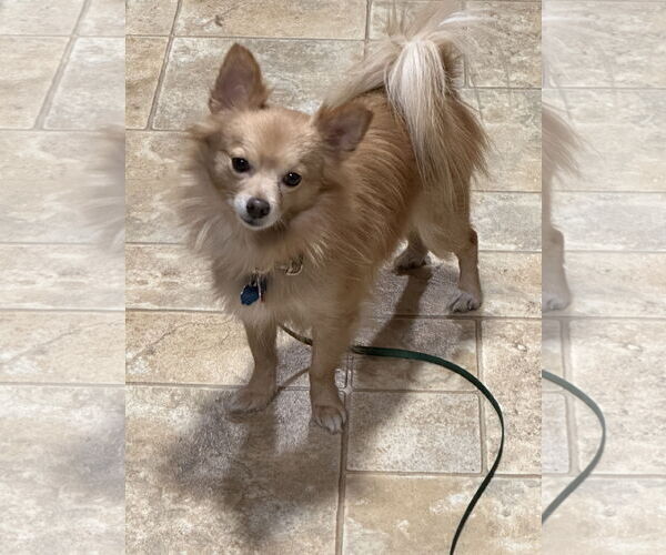 Medium Photo #5 Chiranian Puppy For Sale in Minneapolis, MN, USA