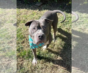 Storm - Male American Pit Bull Terrier-Unknown Mix Dog for Adoption - Photo #7