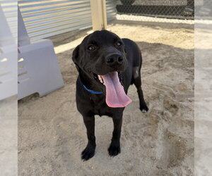 Labrador Retriever-Unknown Mix Dogs for adoption in Riverside, CA, USA