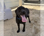 Small Labrador Retriever Mix