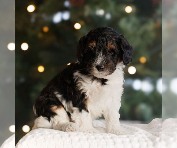 Medium Photo #1 Bernedoodle (Miniature) Puppy For Sale in NEW HOLLAND, PA, USA