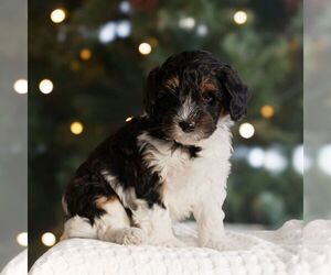 Bernedoodle (Miniature) Puppy for sale in NEW HOLLAND, PA, USA