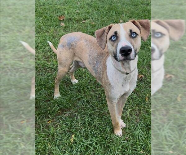 Medium Photo #3 Labrador Retriever-Unknown Mix Puppy For Sale in Conroe, TX, USA