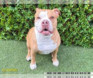 American Pit Bull Terrier Dogs for adoption in West Palm Beach, FL, USA