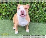Small American Pit Bull Terrier