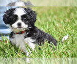 Small #2 Auss-Tzu