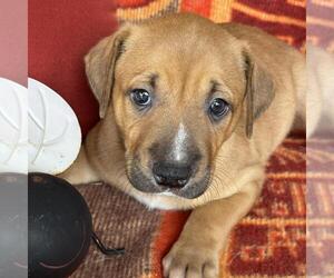 Labrador Retriever-Unknown Mix Dogs for adoption in San Diego, CA, USA