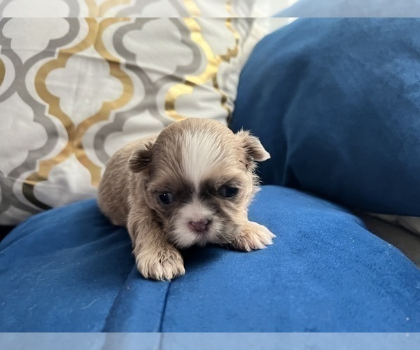 Medium Photo #10 Shih Tzu Puppy For Sale in HAYWARD, CA, USA