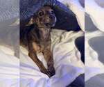 Small #5 Chihuahua Mix