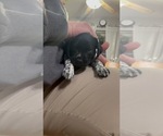 Small Photo #2 German Shorthaired Pointer Puppy For Sale in HAXTUN, CO, USA