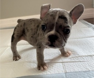 French Bulldog Puppy for sale in BRADENTON, FL, USA