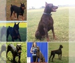 Small Photo #1 Doberman Pinscher Puppy For Sale in CALDWELL, TX, USA