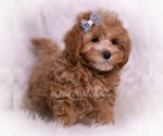 Small Photo #60 Maltipoo (Toy) Puppy For Sale in WARSAW, IN, USA