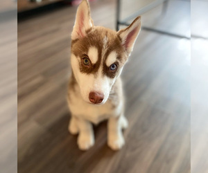 Siberian Husky Puppy for sale in BRYN MAWR, WA, USA