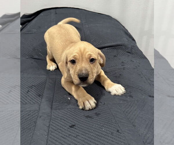 Medium Photo #2 American Pit Bull Terrier-Miniature Schnauzer Mix Puppy For Sale in Oak Bluffs, MA, USA