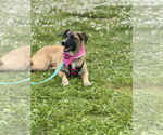 Small #14 German Shepherd Dog