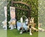 Puppy Puppy 6 Jabari American Bully