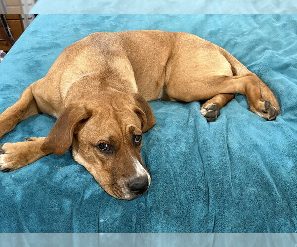 Medium Photo #14 Black Mouth Cur-Labrador Retriever Mix Puppy For Sale in Brewster, NY, USA