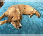 Small Photo #14 Black Mouth Cur-Labrador Retriever Mix Puppy For Sale in Brewster, NY, USA