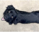 Small #3 Colonial Cocker Spaniel Mix