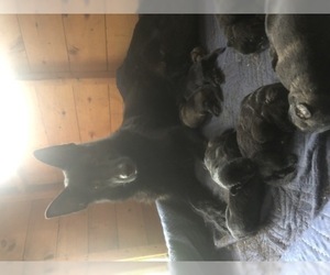 Mother of the German Shepherd Dog puppies born on 11/21/2019