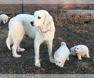Mother of the Great Pyrenees puppies born on 12/21/2023