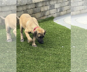 Labrador Retriever-Unknown Mix Dogs for adoption in San Diego, CA, USA