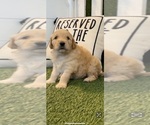 Small #6 Goldendoodle