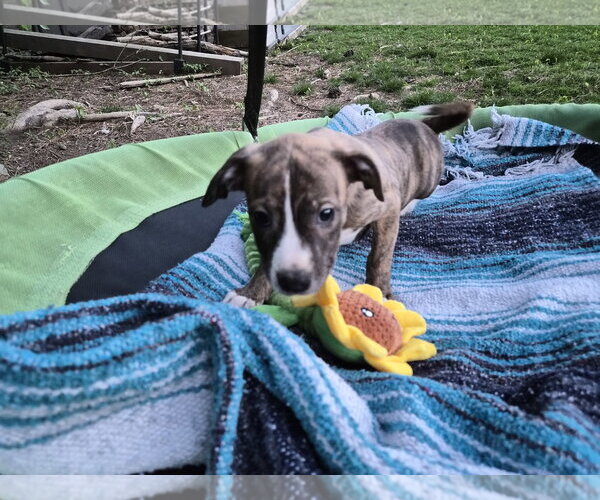 Medium Photo #7 Labrador Retriever-Unknown Mix Puppy For Sale in Holly Springs, NC, USA