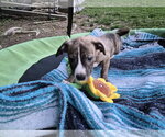 Small #6 Labrador Retriever Mix