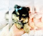 Small Pomeranian