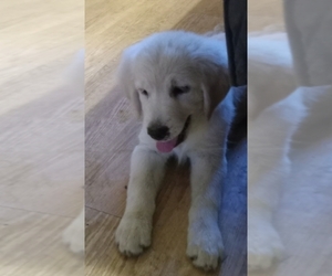 English Cream Golden Retriever Puppy for sale in KENDALL, WI, USA