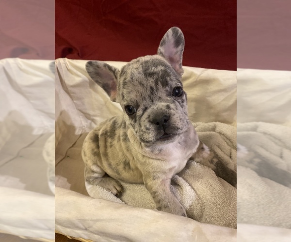 Medium Photo #3 French Bulldog Puppy For Sale in LAKE ELSINORE, CA, USA