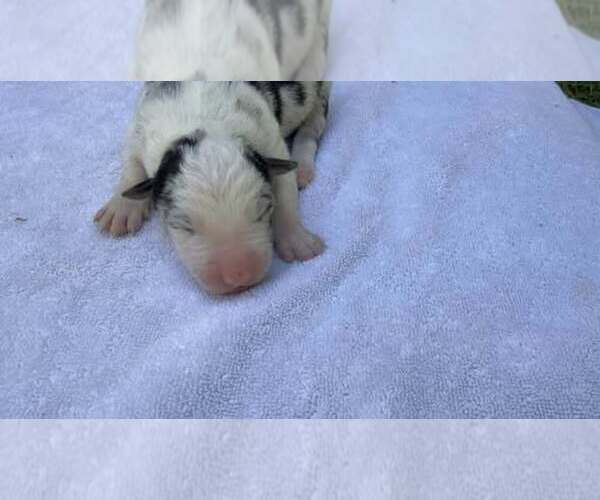 Medium Photo #3 Border Collie Puppy For Sale in MOSIER, OR, USA