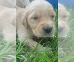Small Photo #6 Golden Retriever Puppy For Sale in EDOM, TX, USA