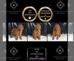 Puppy Blaze AKC Poodle (Toy)