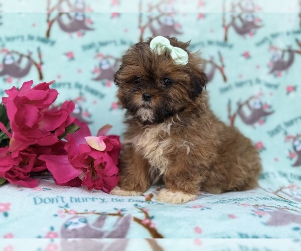 Medium Photo #8 Shih-Poo Puppy For Sale in LAKELAND, FL, USA