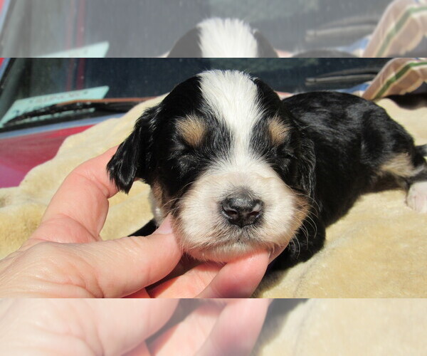 Medium Photo #3 Bernedoodle Puppy For Sale in BIG ROCK, IL, USA