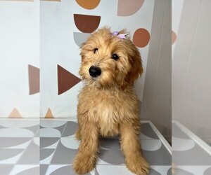 Goldendoodle (Miniature) Puppy for sale in FAIRBURN, GA, USA