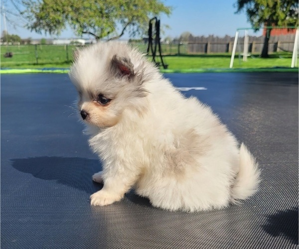 Medium Photo #4 Pomeranian Puppy For Sale in ORRVILLE, OH, USA
