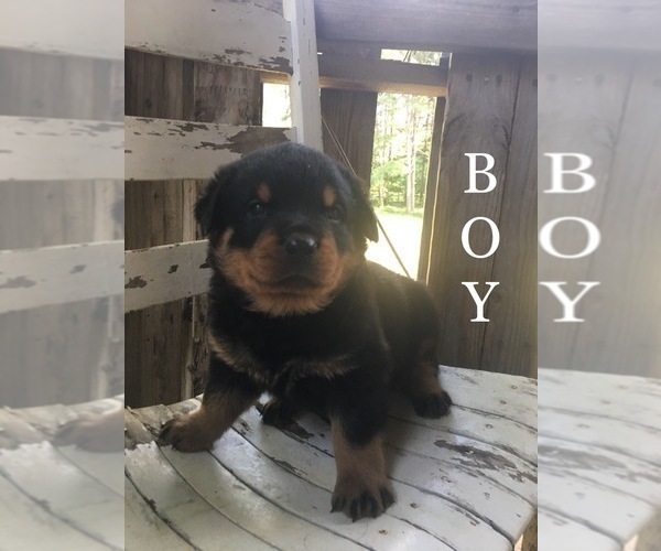 Medium Photo #1 Rottweiler Puppy For Sale in PIEDMONT, AL, USA
