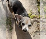 Small Photo #1 Chihuahua Puppy For Sale in Plantation, FL, USA