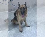 Small German Shepherd Dog Mix
