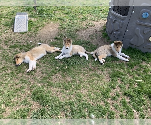 Medium Photo #2 Collie Puppy For Sale in BOAZ, AL, USA