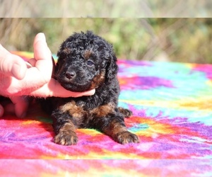 Poodle (Toy) Puppy for sale in UNION CITY, TN, USA