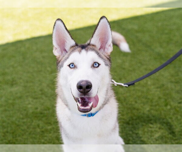 Medium Photo #1 Siberian Husky-Unknown Mix Puppy For Sale in Martinez, CA, USA