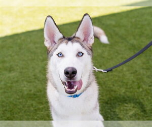 Siberian Husky-Unknown Mix Dogs for adoption in Martinez, CA, USA