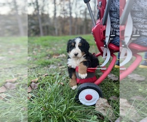 Bernese Mountain Dog Puppy for sale in LAWRENCEBURG, TN, USA